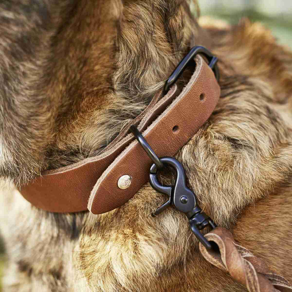 klassisches Halsband für Hunde aus Leder in Mokka