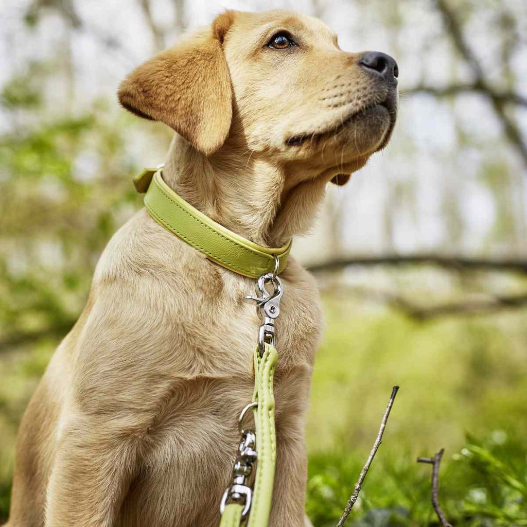 Lederhalsband aus Nappaleder in Lemon, Halsband aus Leder 