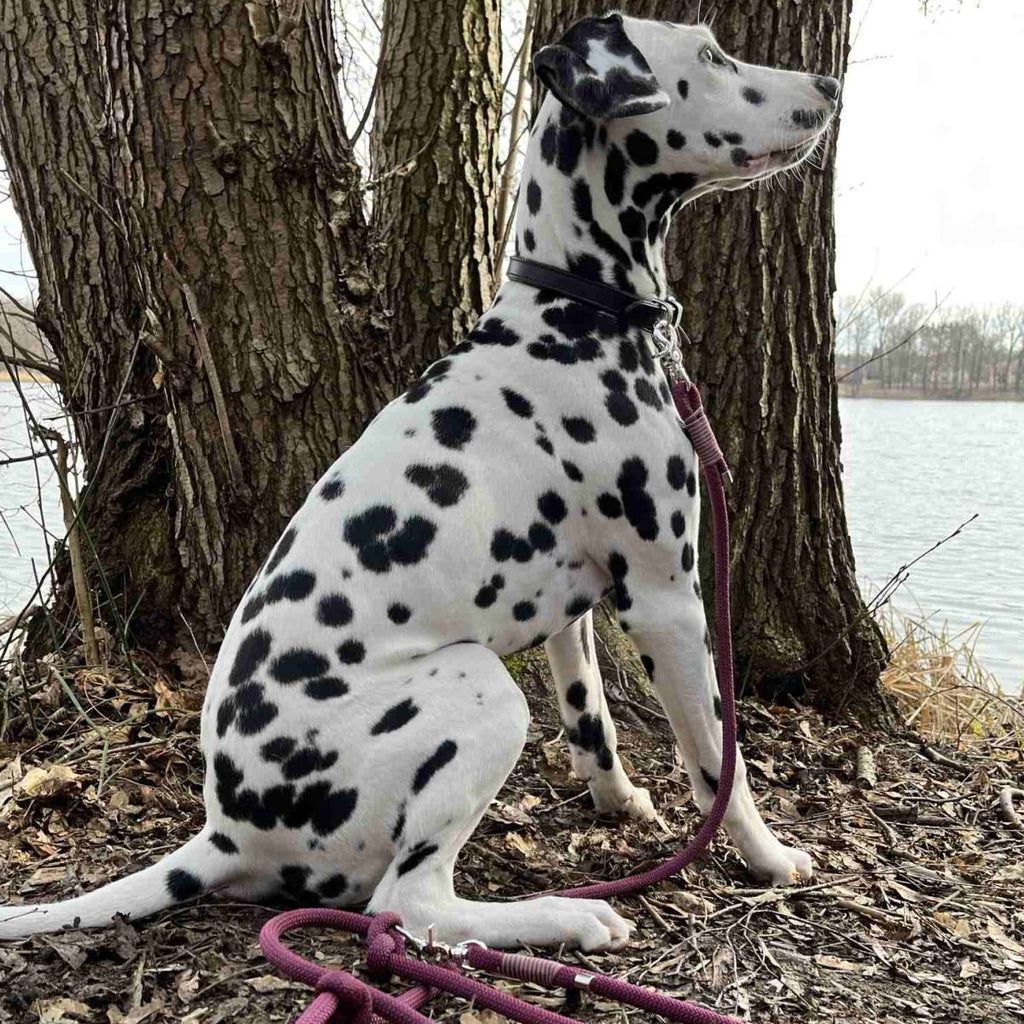 Tauleine, Hundeleine, Umhängeleine für Hunde