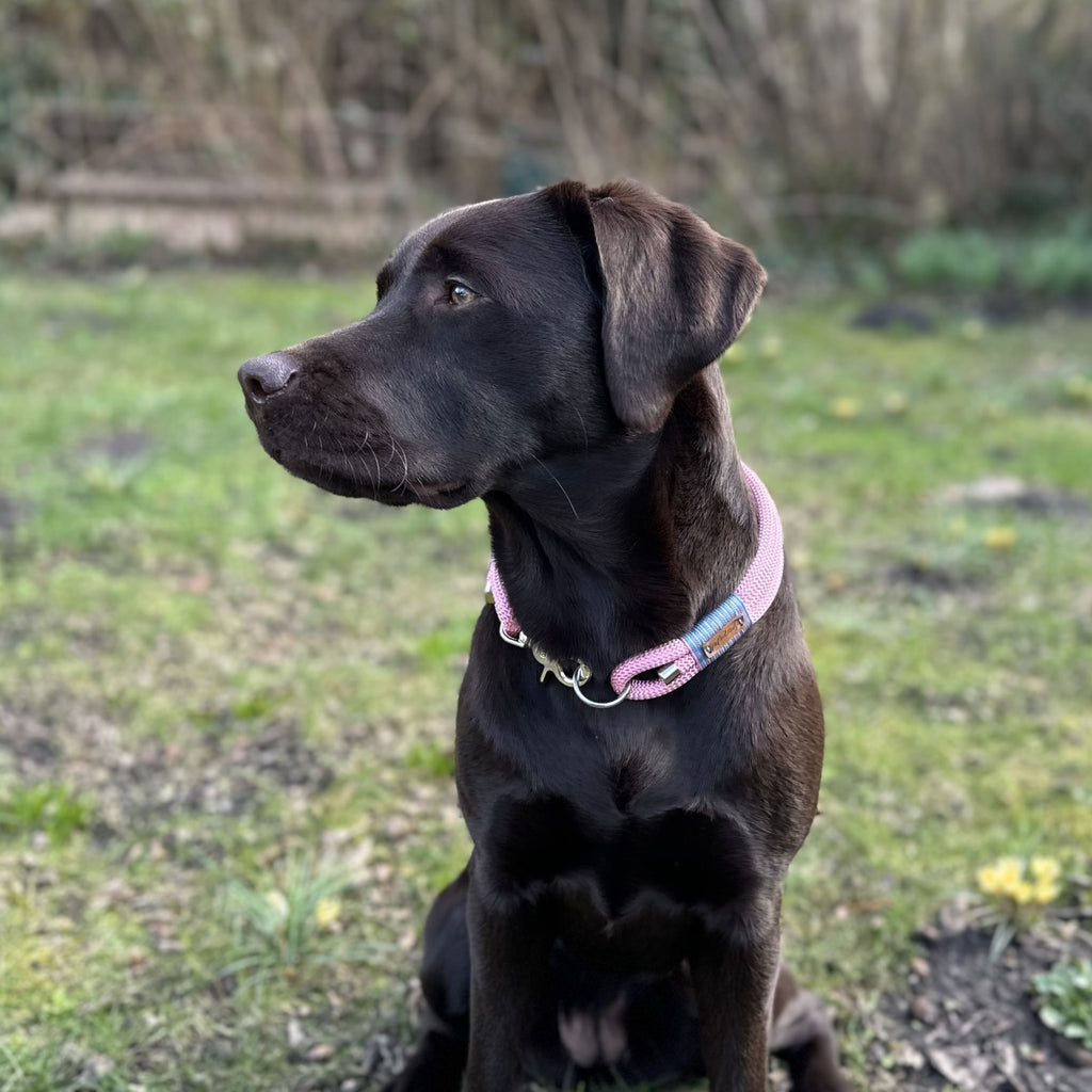 Tauhalsband, Hundehalsband, Halsband für Hunde