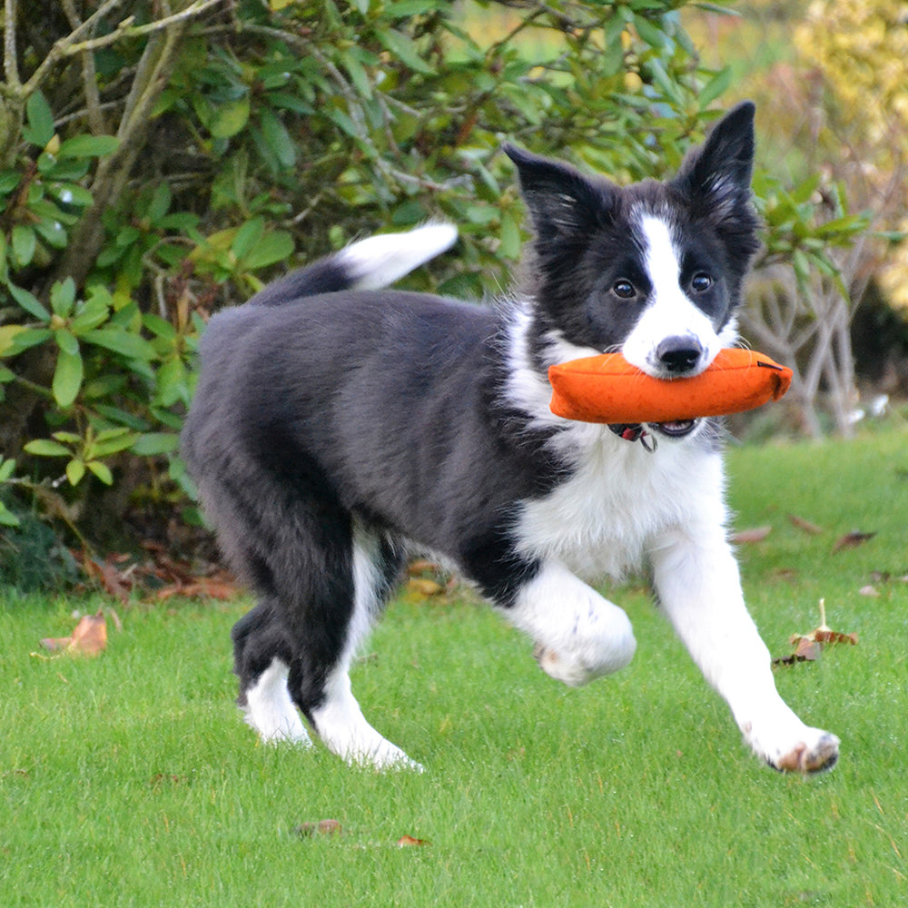 Welpen-Dummy, Dummy für Hunde