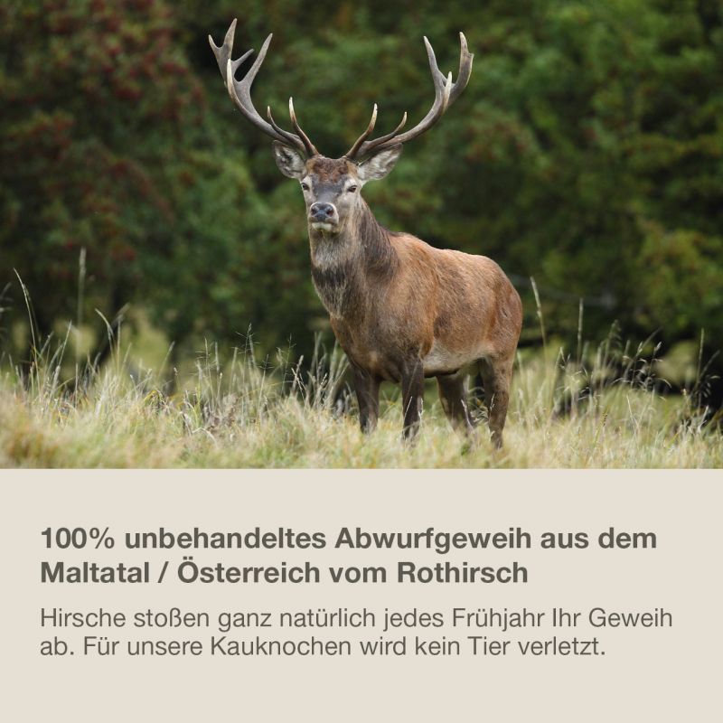 Kauknochen vom Hirschgeweih